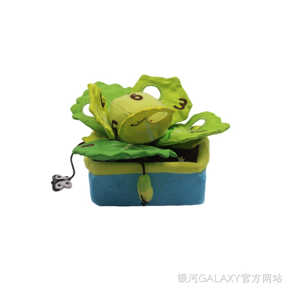 包菜盆栽